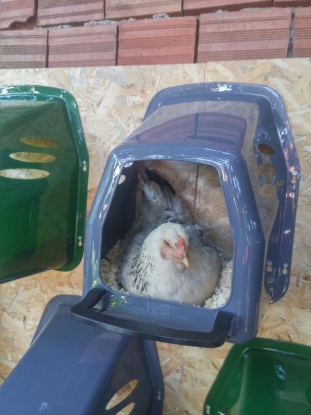 Plastové snáškové hnízdo pro slepice