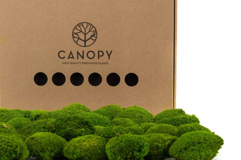 MINI MOUSSE BOULE LIGHT GREEN 6 LIGHT