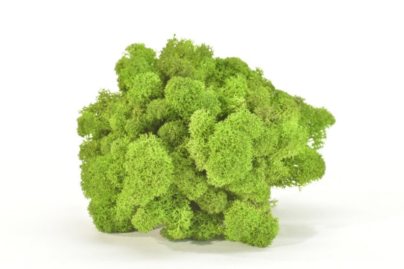 Stabilizovaný LIŠEJNÍK (sobí mech) Canopy | SVĚTLE ZELENÝ | 100 g