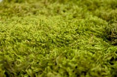 Stabilizovaný mech Long Moss Canopy | Zelený | 0,25m2