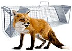 Sklopce na lišky - Produkt - Potkan