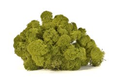Stabilizovaný LIŠEJNÍK (sobí mech) Canopy | ZELENÝ | 100 g