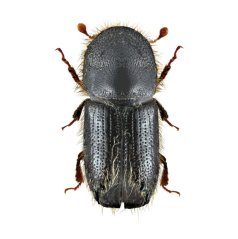 Feromon Cembräwit kůrovec modřínový 5ks