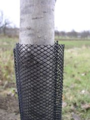 TreeFlex 1
